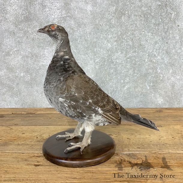 Blue Grouse Bird Mount For Sale #21514 @ The Taxidermy Store