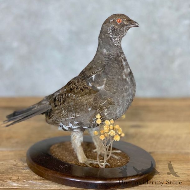 Blue Grouse Bird Mount For Sale #21760 @ The Taxidermy Store