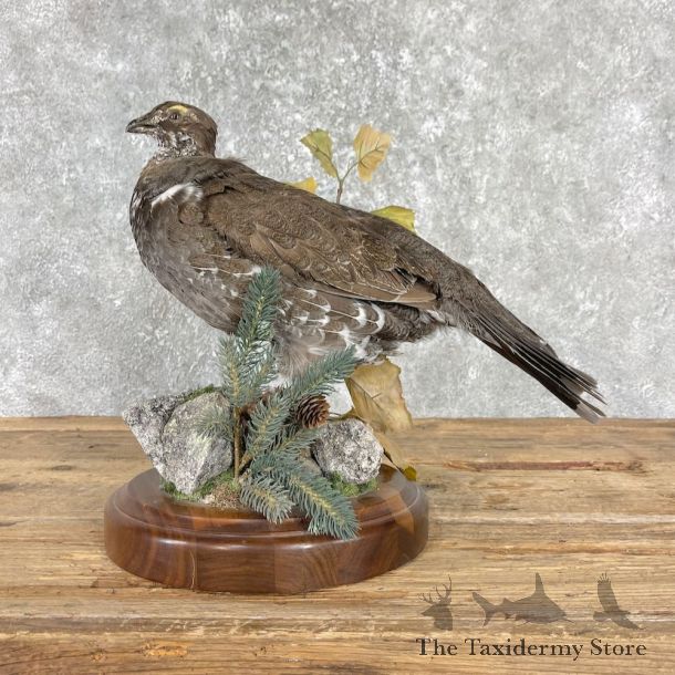 Blue Grouse Bird Mount For Sale #25969 @ The Taxidermy Store