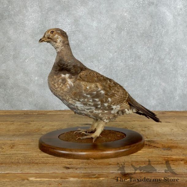 Blue Grouse Bird Mount For Sale #18362 @ The Taxidermy Store