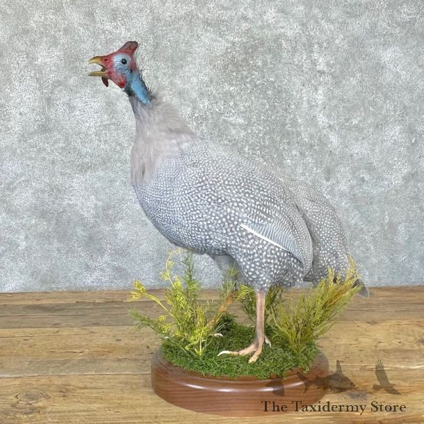 Blue Guineafowl Bird Mount For Sale #24725 @ The Taxidermy Store