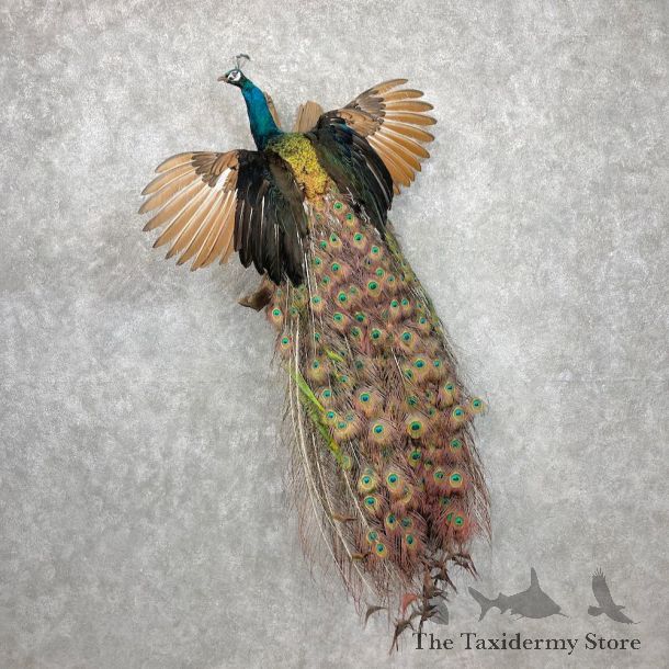 Blue Indian Cross Peacock Bird Mount For Sale #27075 @ The Taxidermy Store
