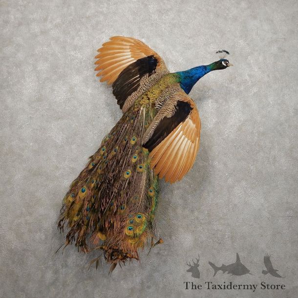 Blue Indian Peacock Bird Mount For Sale #20415 @ The Taxidermy Store