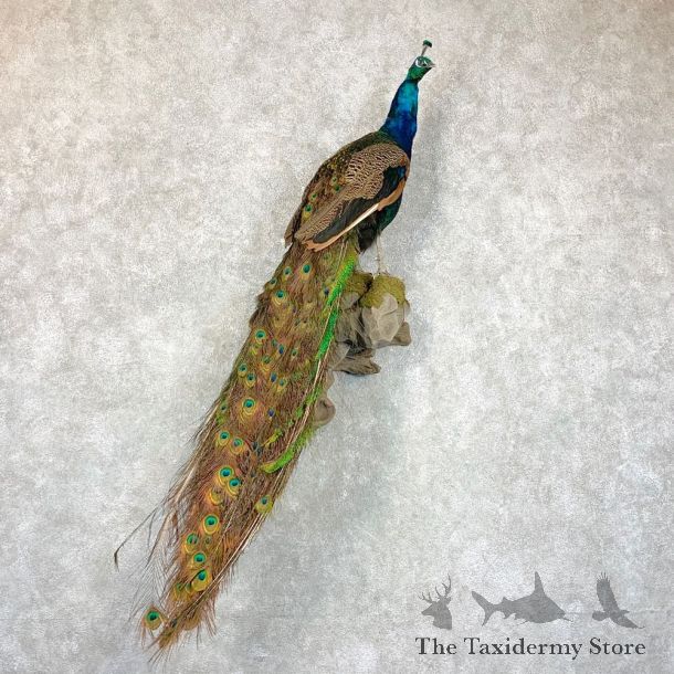 Blue Indian Peacock Bird Mount For Sale #22914 @ The Taxidermy Store