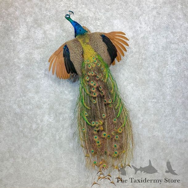 Blue Indian Peacock Bird Mount For Sale #23375 @ The Taxidermy Store