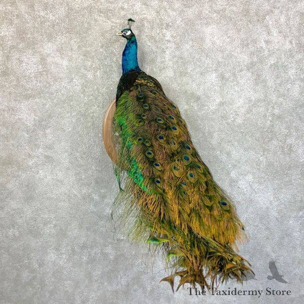 Blue Indian Peacock Bird Mount For Sale #23547 @ The Taxidermy Store