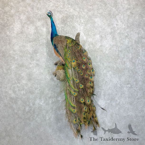 Blue Indian Peacock Bird Mount For Sale #23848 @ The Taxidermy Store