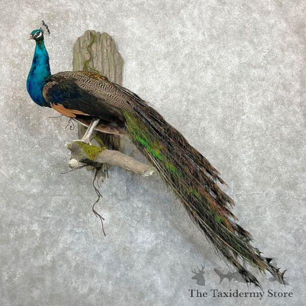 Blue Indian Peacock Bird Mount For Sale #24477 @ The Taxidermy Store