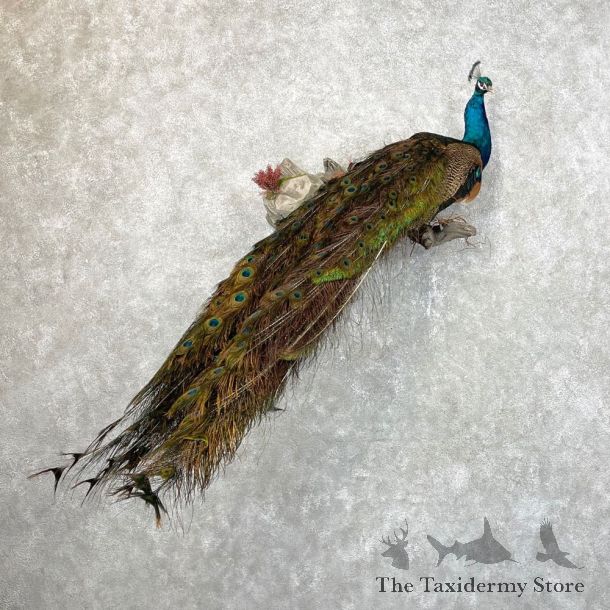 Blue Indian Peacock Bird Mount For Sale #24480 @ The Taxidermy Store