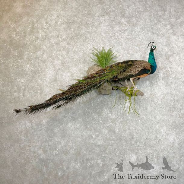 Blue Indian Peacock Bird Mount For Sale #24481 @ The Taxidermy Store