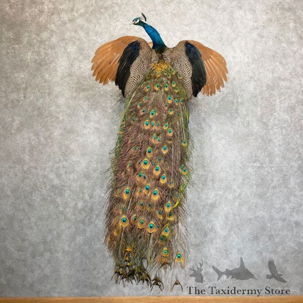 Blue Indian Peacock Bird Mount For Sale #24485 @ The Taxidermy Store
