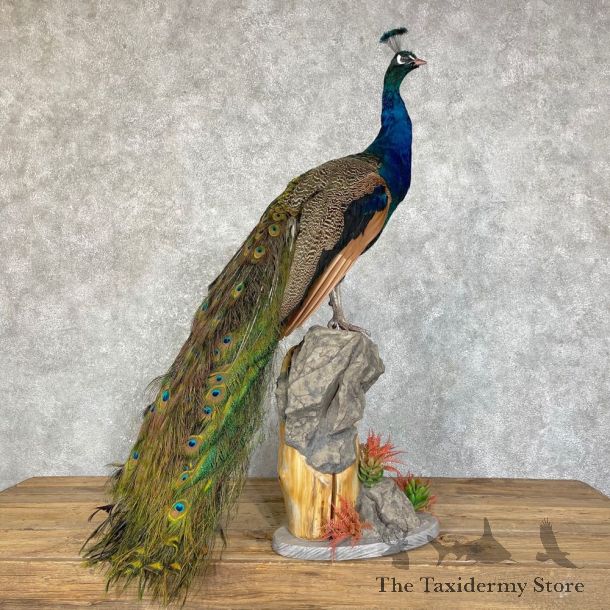 Blue Indian Peacock Bird Mount For Sale #24487 @ The Taxidermy Store