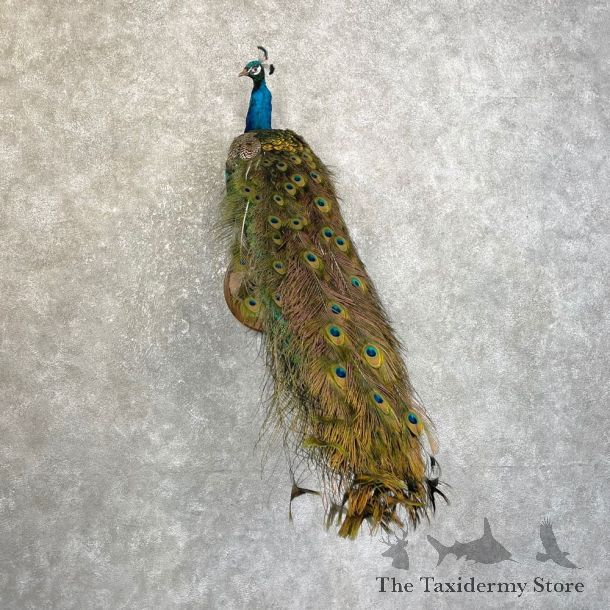 Blue Indian Peacock Bird Mount For Sale #25117 @ The Taxidermy Store