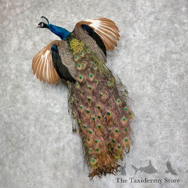 Blue Indian Peacock Bird Mount For Sale #25245 @ The Taxidermy Store