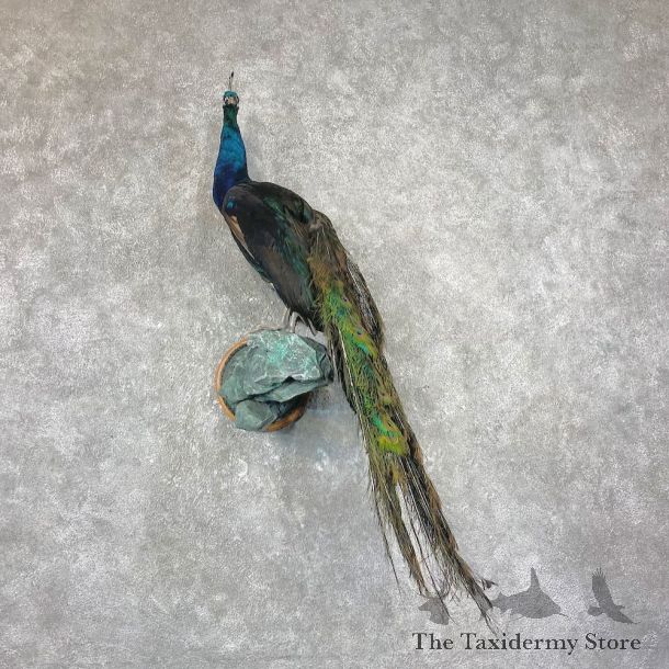 Blue Indian Peacock Bird Mount For Sale #26039 @ The Taxidermy Store