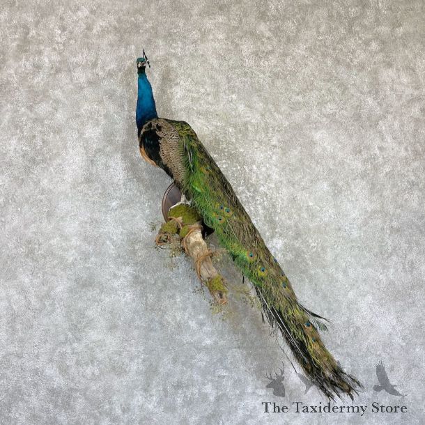 Blue Indian Peacock Bird Mount For Sale #26485 @ The Taxidermy Store
