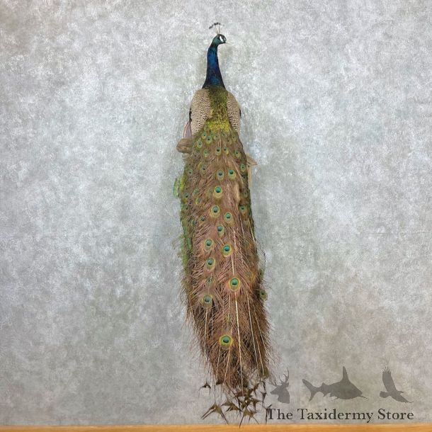 Blue Indian Peacock Bird Mount For Sale #26920 @ The Taxidermy Store