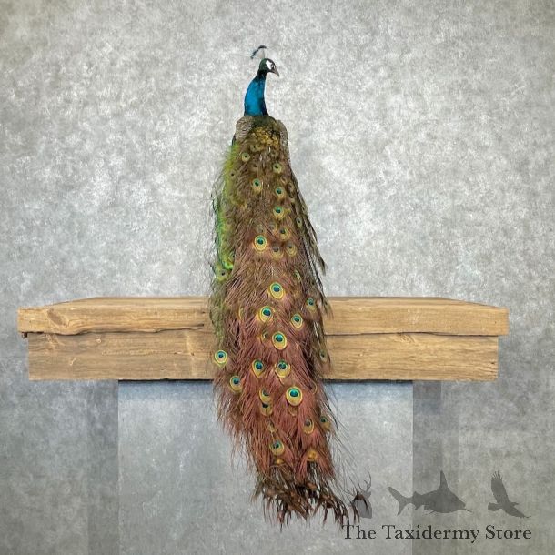 Blue Indian Peacock Bird Mount For Sale #26966 @ The Taxidermy Store