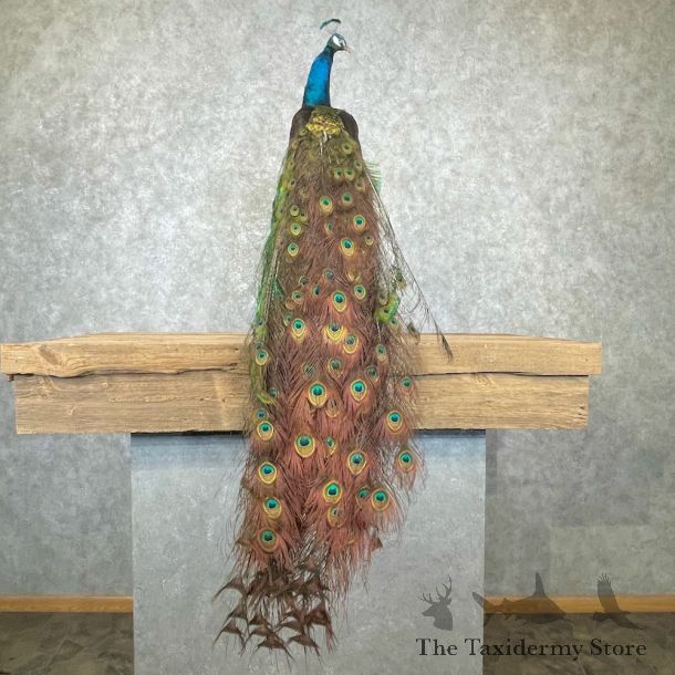 Blue Indian Peacock Bird Mount For Sale #26967 @ The Taxidermy Store