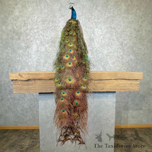 Blue Indian Peacock Bird Mount For Sale #26968 @ The Taxidermy Store