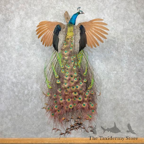 Blue Indian Peacock Bird Mount For Sale #27040 @ The Taxidermy Store