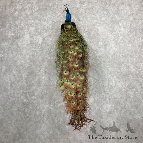 Blue Indian Peacock Bird Mount For Sale #27077 @ The Taxidermy Store
