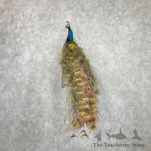 Blue Indian Peacock Bird Mount For Sale #27078 @ The Taxidermy Store