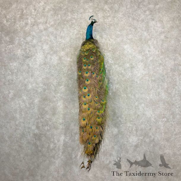 Blue Indian Peacock Bird Mount For Sale #27079 @ The Taxidermy Store
