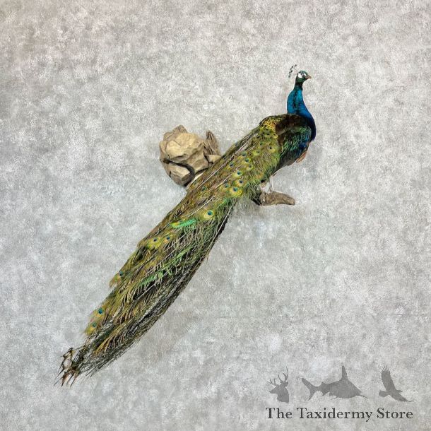 Blue Indian Peacock Bird Mount For Sale #27096 @ The Taxidermy Store