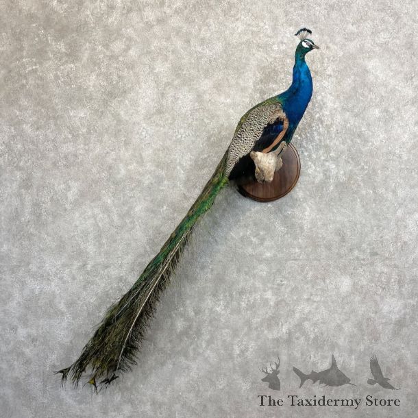 Blue Indian Peacock Bird Mount For Sale #27470 @ The Taxidermy Store