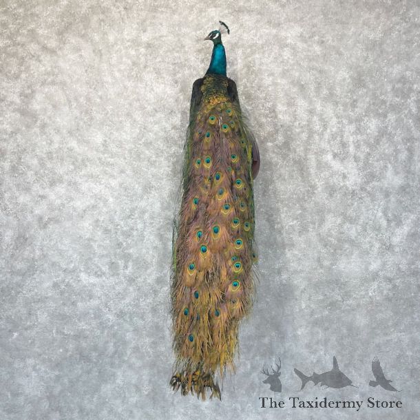 Blue Indian Peacock Bird Mount For Sale #28746 @ The Taxidermy Store