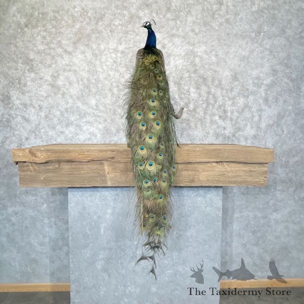Blue Indian Peacock Bird Mount For Sale #28755 @ The Taxidermy Store