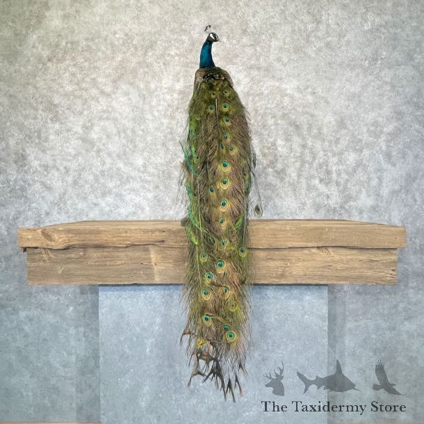 Blue Indian Peacock Bird Mount For Sale #28757 @ The Taxidermy Store