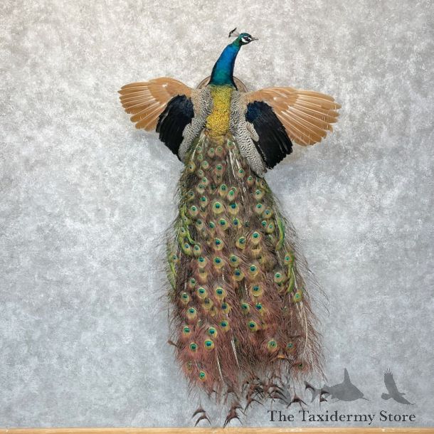 Blue Indian Peacock Bird Mount For Sale #28751 @ The Taxidermy Store