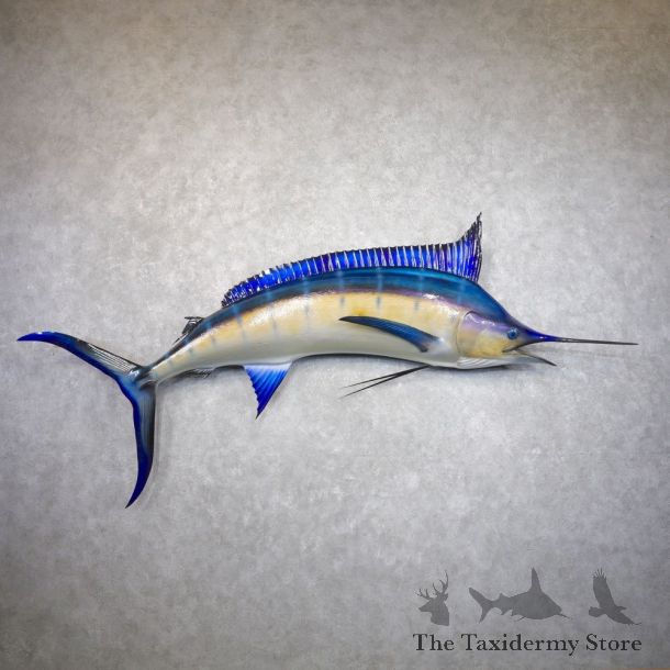 Blue Marlin Fish Mount For Sale #22153 @ The Taxidermy Store