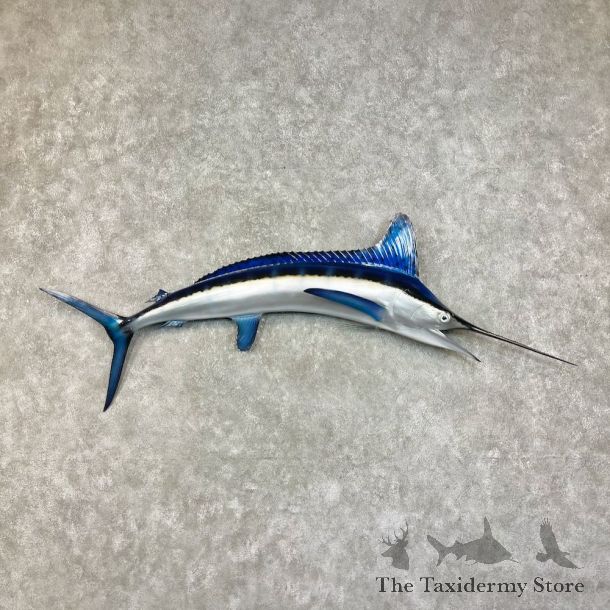 Blue Marlin Fish Mount For Sale #25871 @ The Taxidermy Store