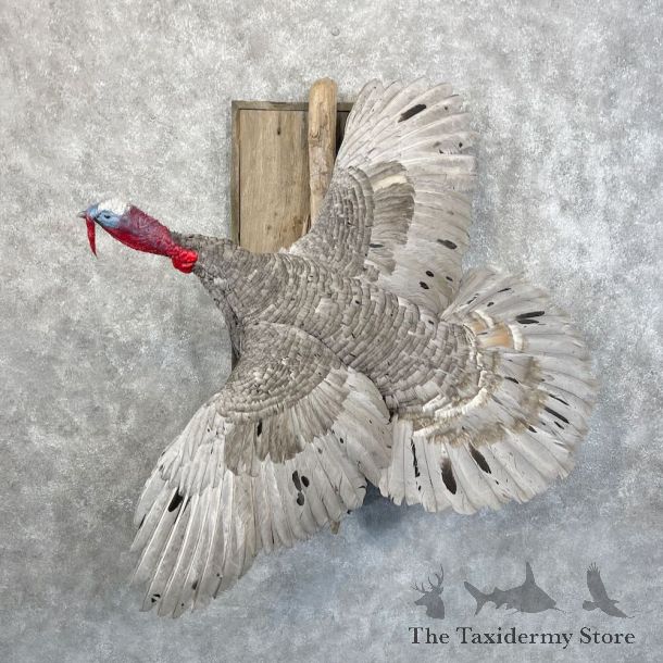 Blue Slate Turkey Bird Mount For Sale #28504 @ The Taxidermy Store