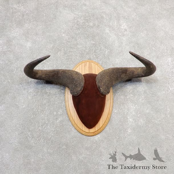 Blue Wildebeest Plaque Taxidermy Mount #21103 For Sale @ The Taxidermy Store