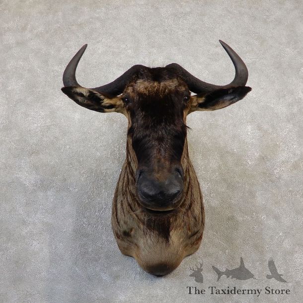 Blue Wildebeest Shoulder Mount For Sale #20039 @ The Taxidermy Store