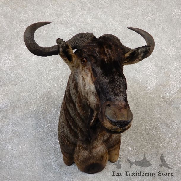 Blue Wildebeest Shoulder Mount For Sale #20040 @ The Taxidermy Store