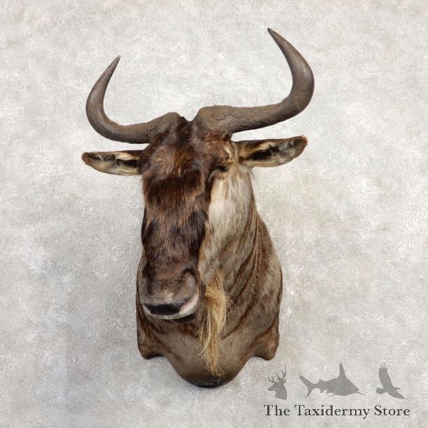 White-Bearded Wildebeest Shoulder Mount For Sale #20301 @ The Taxidermy Store