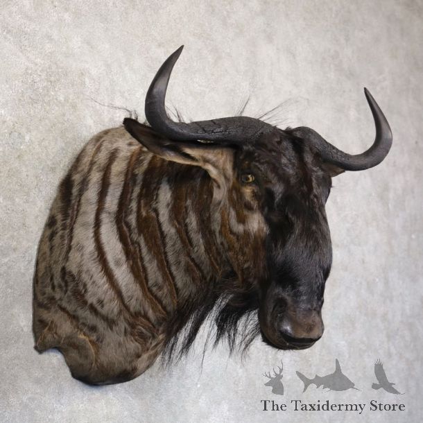 Blue Wildebeest Shoulder Mount For Sale #22740 @ The Taxidermy Store