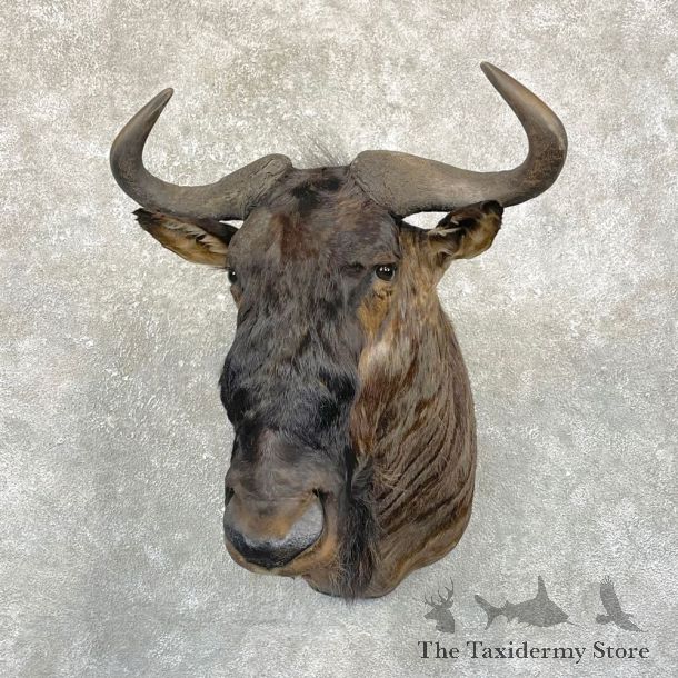 Blue Wildebeest Shoulder Mount For Sale #24935 @ The Taxidermy Store