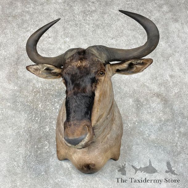 White-Bearded Wildebeest Shoulder Mount For Sale #25692 @ The Taxidermy Store
