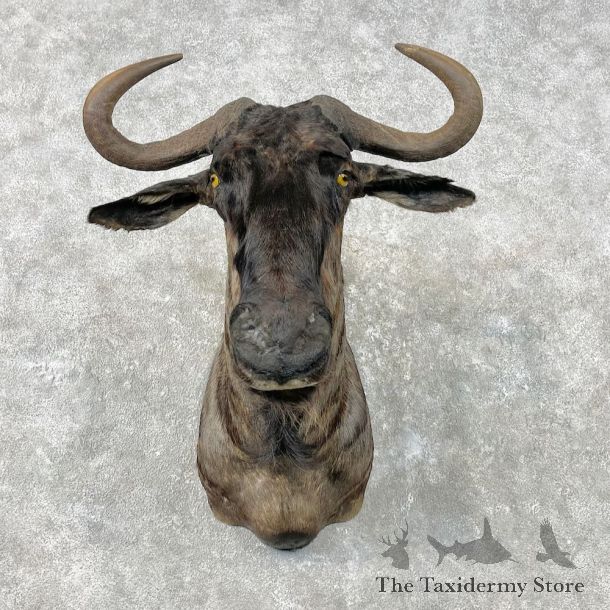 Blue Wildebeest Shoulder Mount For Sale #26830 @ The Taxidermy Store
