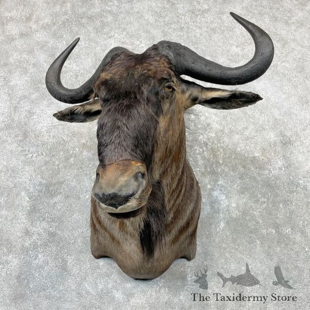 Blue Wildebeest Shoulder Mount For Sale #269556 @ The Taxidermy Store