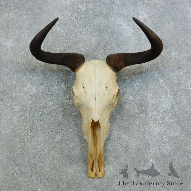 Blue Wildebeest Skull Horns European Mount #18447 For Sale @ The Taxidermy Store