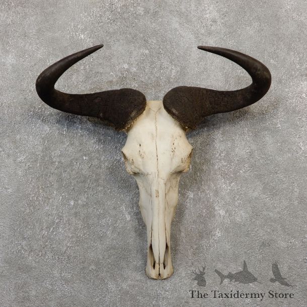 Blue Wildebeest Skull Horns European Mount #20064 For Sale @ The Taxidermy Store