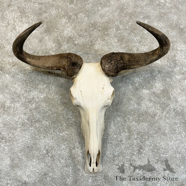 Blue Wildebeest Skull Horns European Mount #23359 For Sale @ The Taxidermy Store