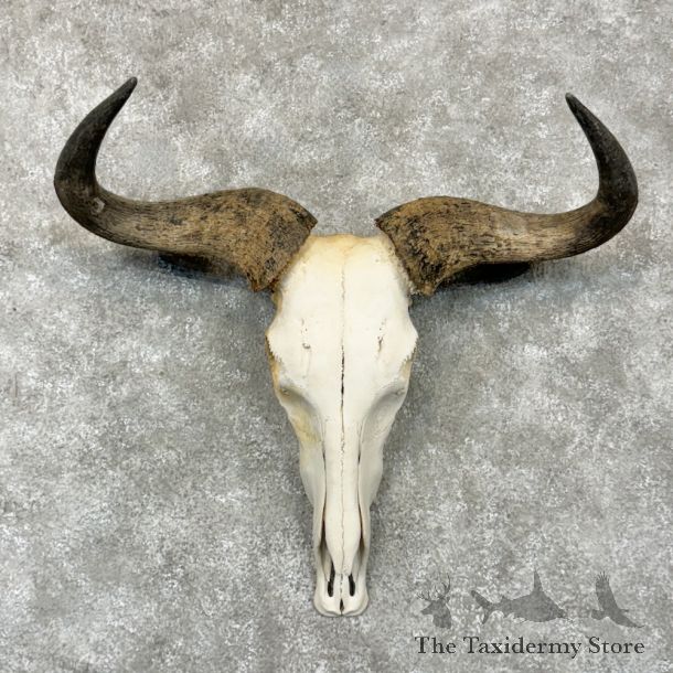 Blue Wildebeest Skull Horns European Mount For Sale #29251 @ The Taxidermy Store
